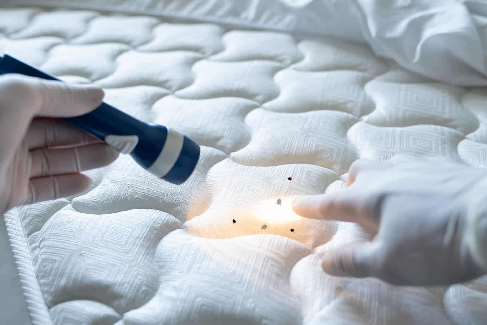 CalPro Pest Control providing bed bug extermination services in Sacramento, CA.