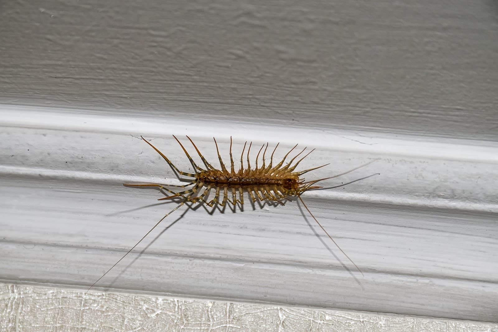 CalPro Pest Control offers centipede pest control services in Sacramento, CA and beyond.