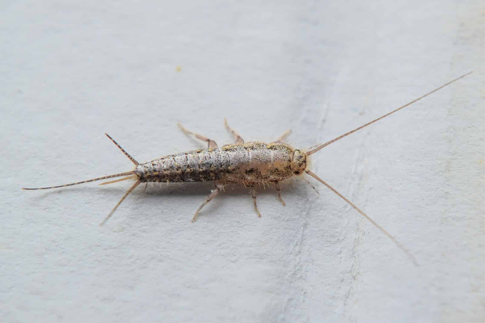 CalPro Pest Control offers complete silverfish bug extermination services in Sacramento, CA and beyond.
