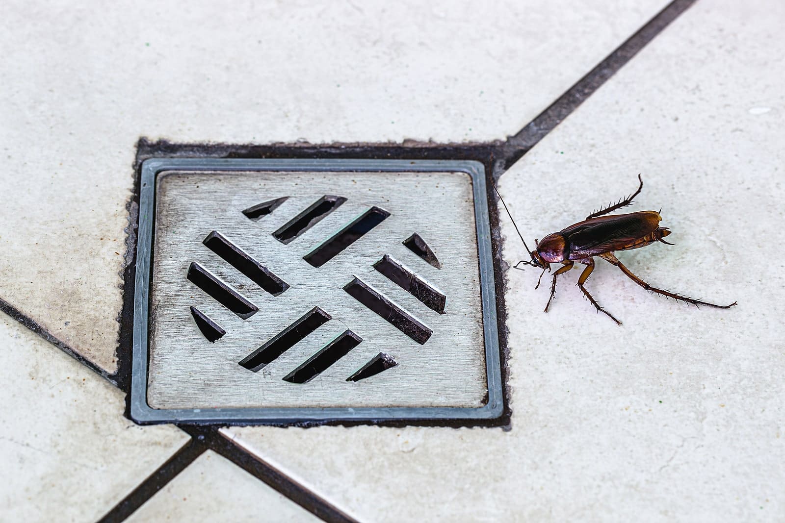CalPro Pest Control offers cockroach pest control services in Sacramento, CA and beyond.