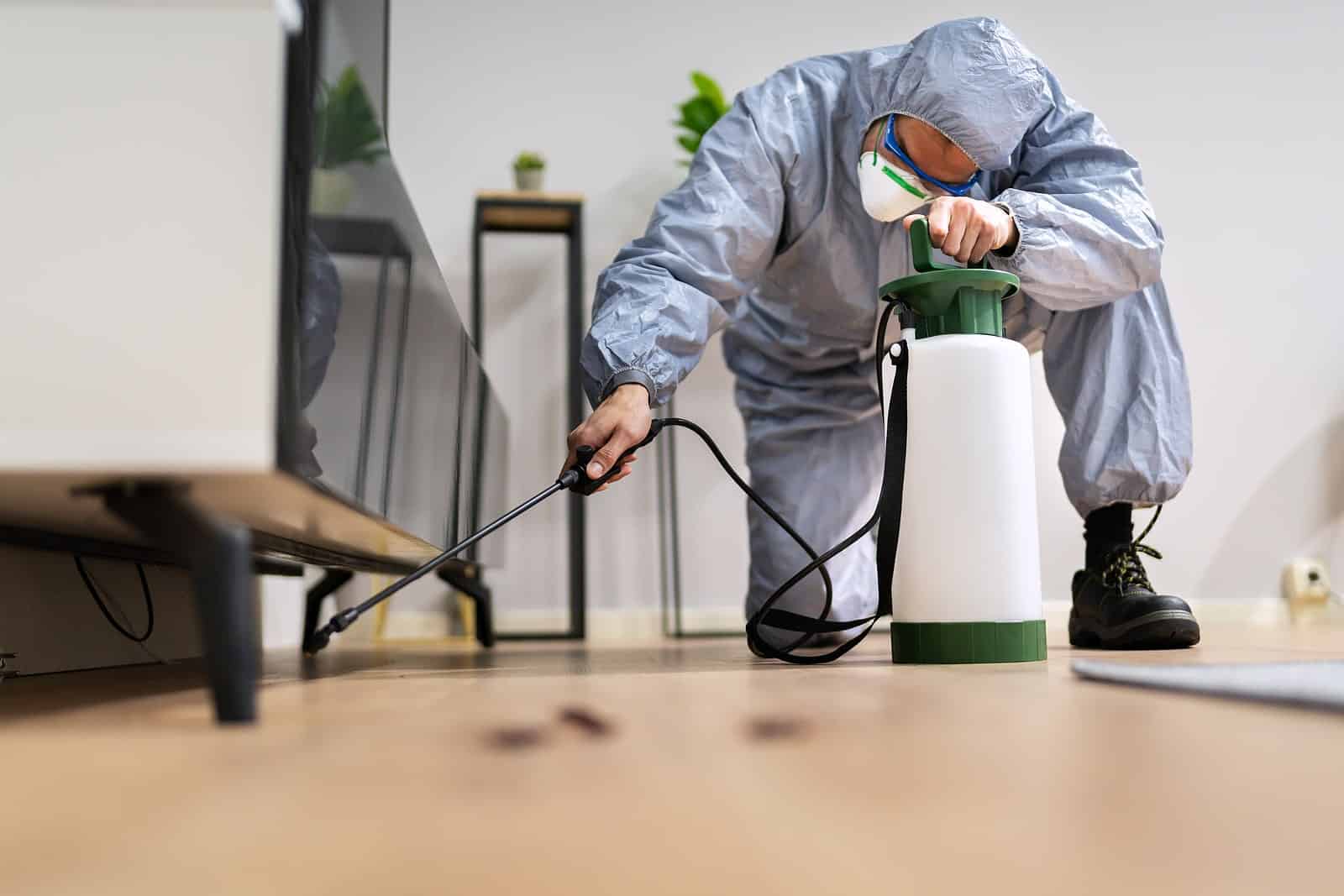 CalPro Pest Control cockroach exterminator treating pests under table in Sacramento, CA.