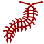 Centipedes & Millipedes