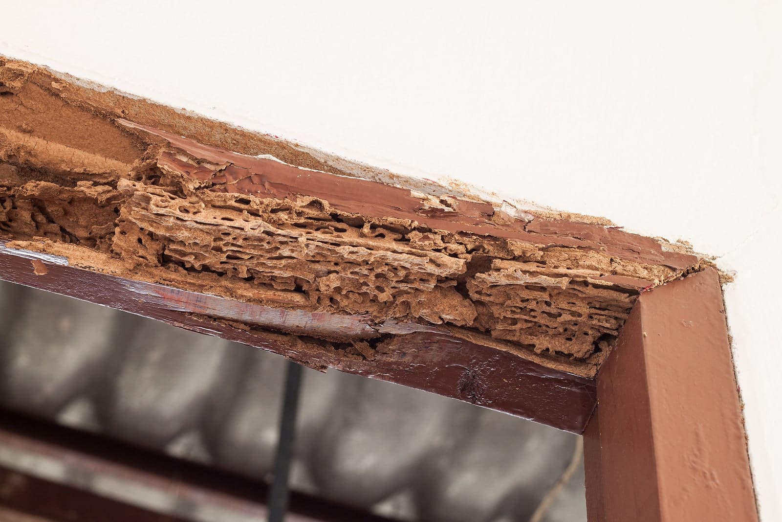 CalPro Pest Control offers complete termite inspections to assess termite damage in Sacramento, CA.