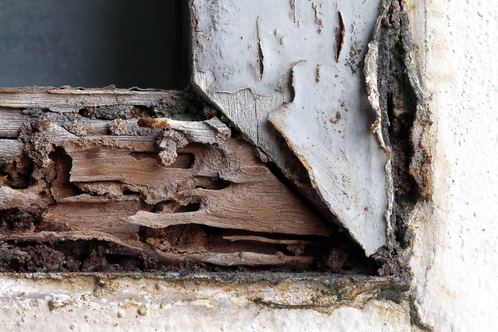 CalPro Pest Control providing termite damage repair services in Sacramento, CA.